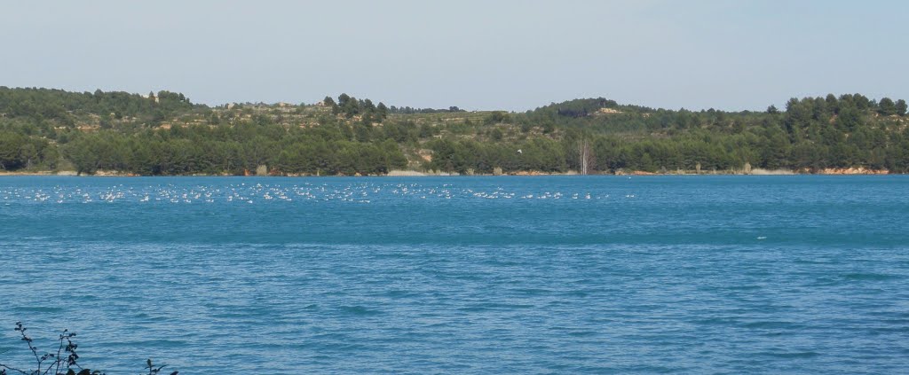 Gaviotas en el Embalse de Sitjar by collao2008