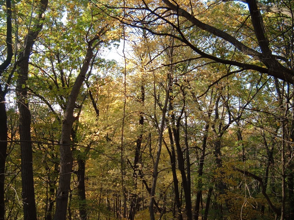 Oct 2006 - St. Louis Park, Minnesota. Westwood forest of October. by BRIAN ZINNEL