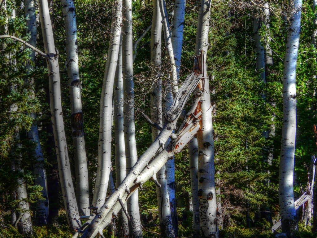 ASPEN GROVE by tlposcharsky