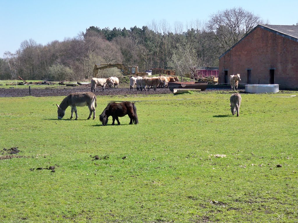 Ezeltjes en pony op boerderij by Wibo