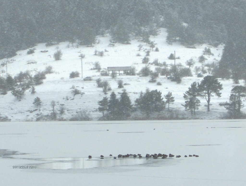 Ördekler....!(abant -bolu) by ozdmr ozdmr