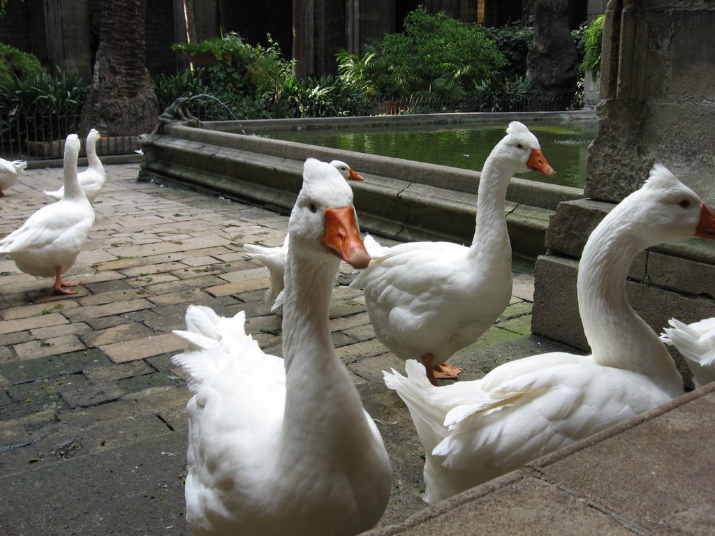 Geese in cloister by a-greb