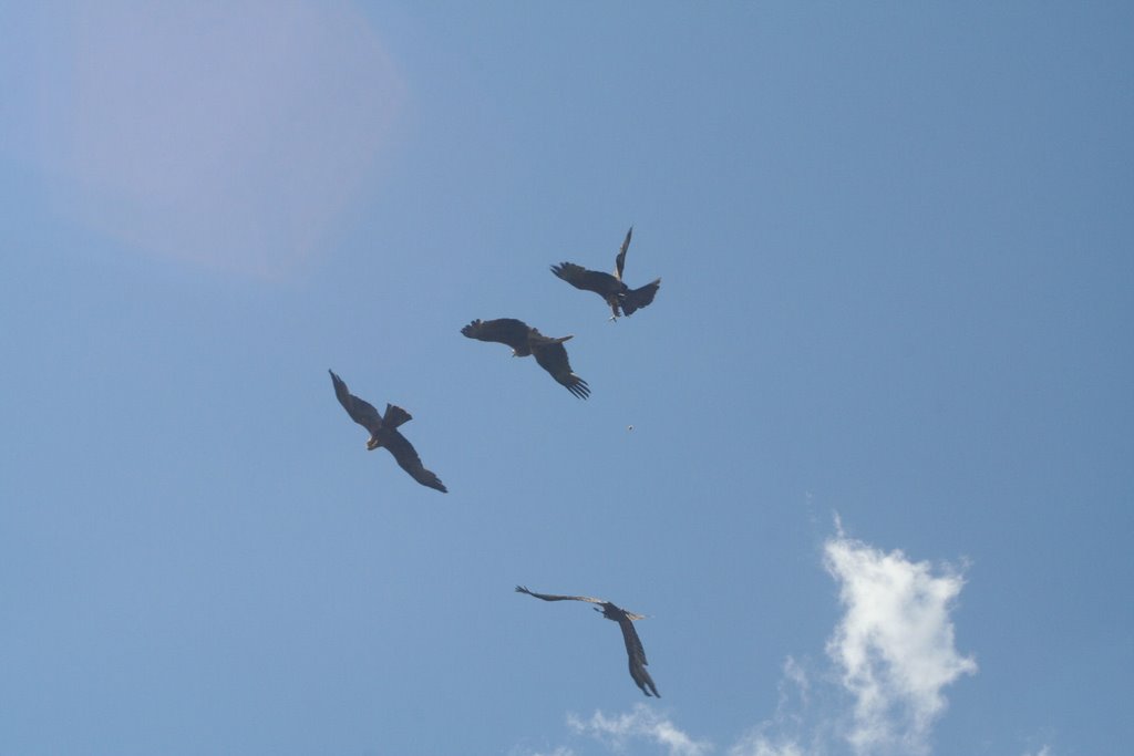 Feeding Hawks by Simon Crosse