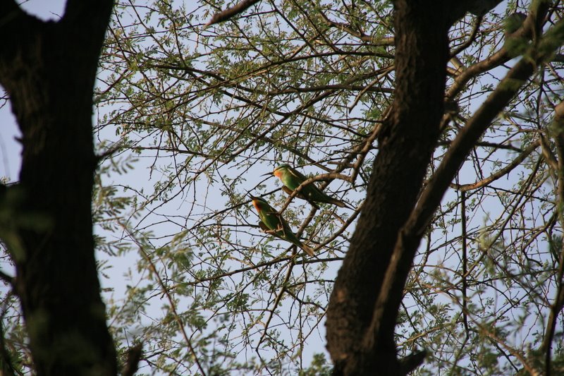 Keoladeo National Park, à Bharatpur by Stephan Guilloux