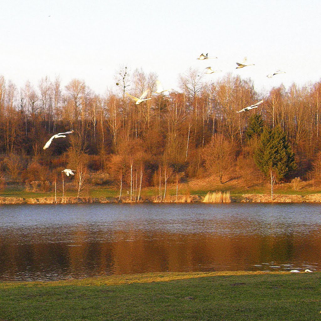 V podvečer u jezera, 9 (In the evening at the lake) - labutě v letu, 1 (swans in flight) by MAPP HUDRANS