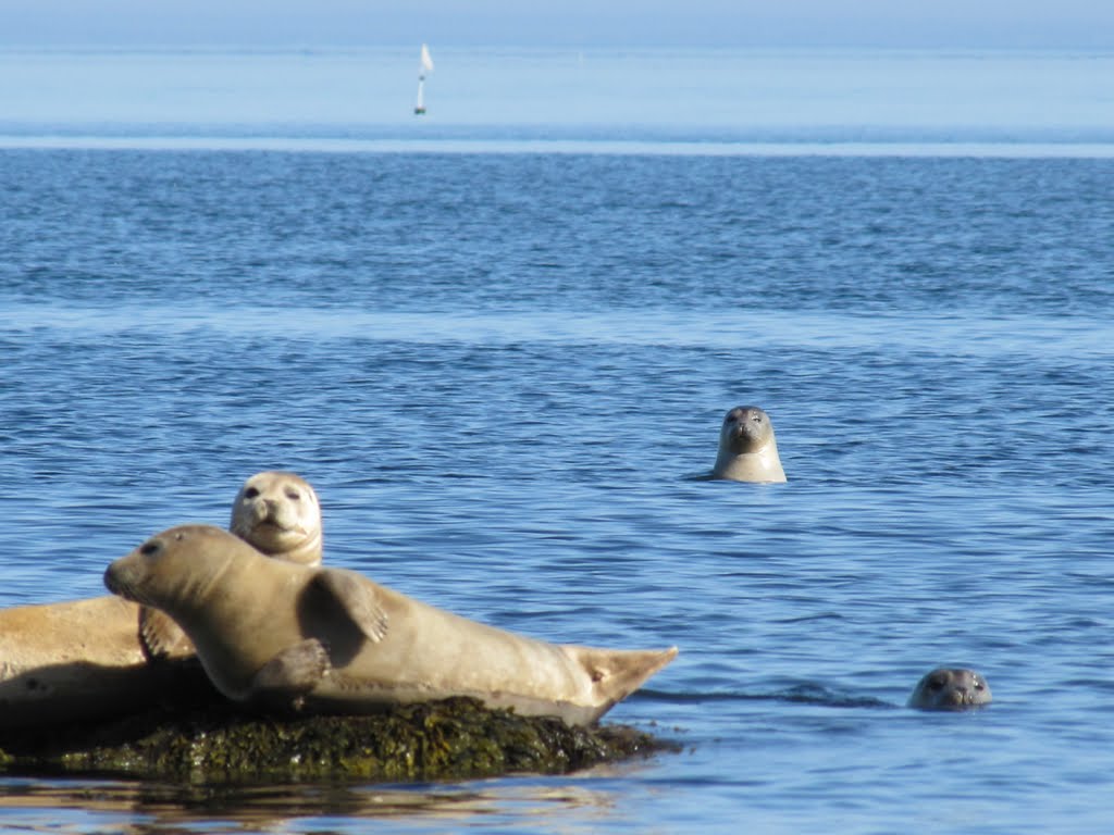 Harbor Seals on Fort Pond Bay's West Rocky Point by Chris Sanfino