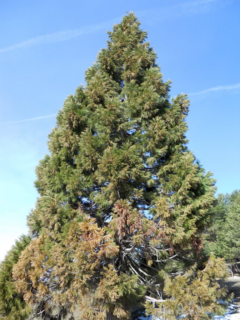 Gigante de la Sierra by Papapatin