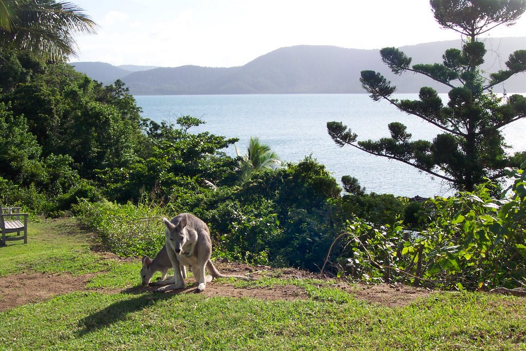 Daydream Island by threadweavle