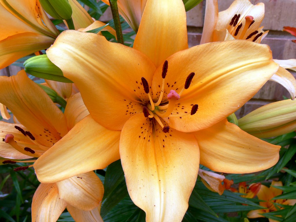 ALDEALOBOS (Ayuntamiento de OCON). La Rioja. 2007. 02. Amaryllis Hippeastrum sp. by Carlos Sieiro del Ni…