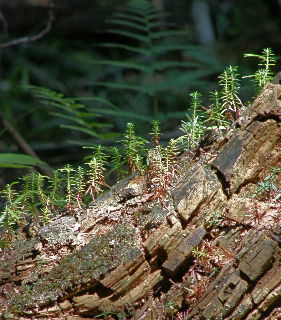 New life on an old stump by Marilyn Whiteley