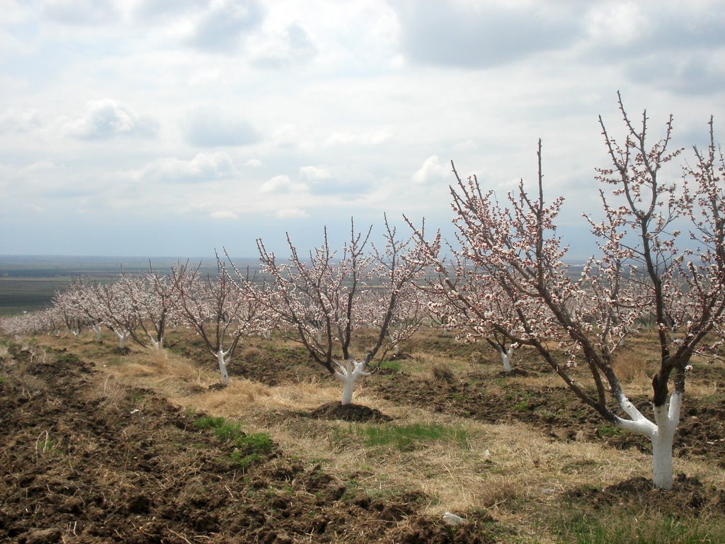 Sardarapat, Armenia by Levon Arutyunyan