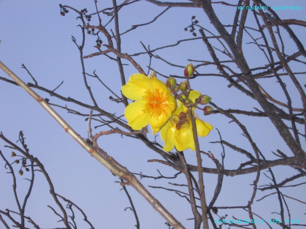 Guiengola, flowering tree in December by trevino