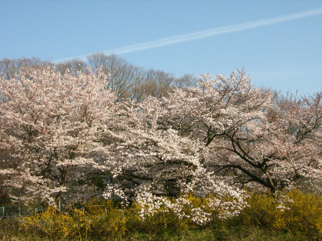 山桜＠信貴山　- Cherry blossoms - by kururu