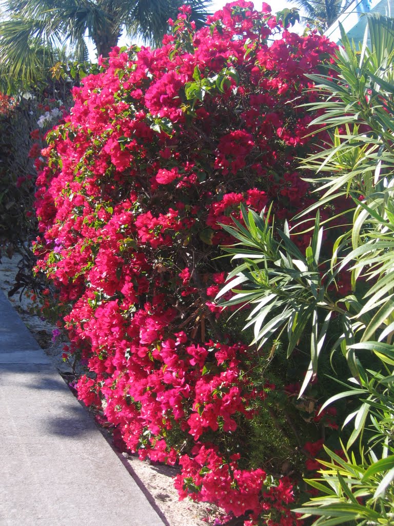 Wonderful Villa Flowering Hedges by Jonathan Arnold