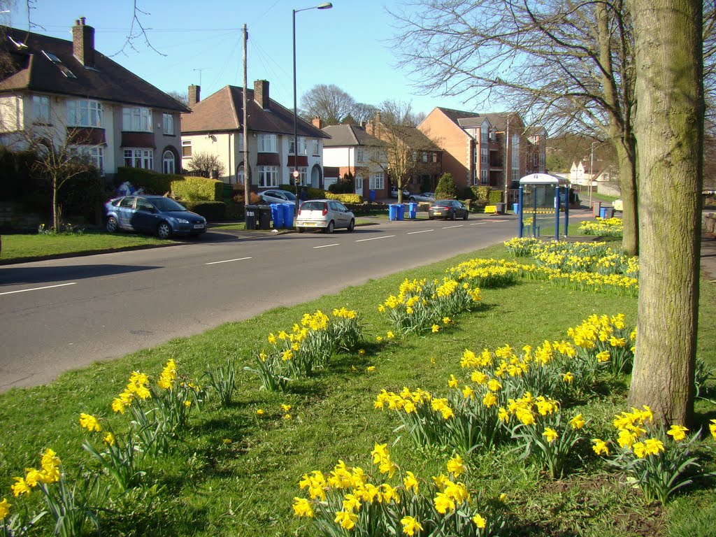 Daffodils and semis on Manchester Road, Crosspool, Sheffield S10 by sixxsix