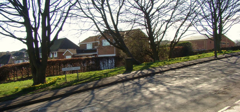 Panorama of trees and shadows on Coldwell Lane, Crosspool, Sheffield S10 by sixxsix