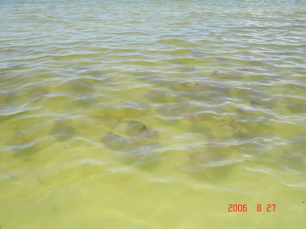 MORE COWNOSE MANTA RAYS AT LOVERS KEY #04 by cjtill