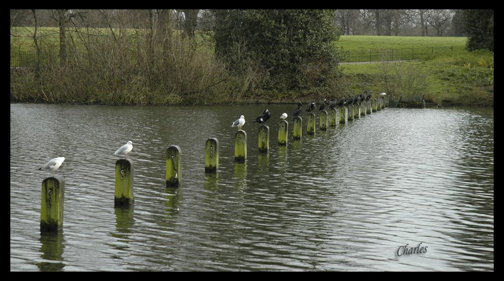 Hyde Park. Palomas by Charles dB