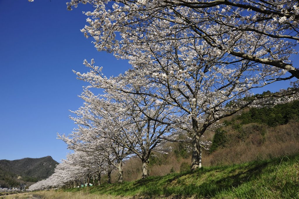 武庫川の桜 Mukogawa riverside by bunowind