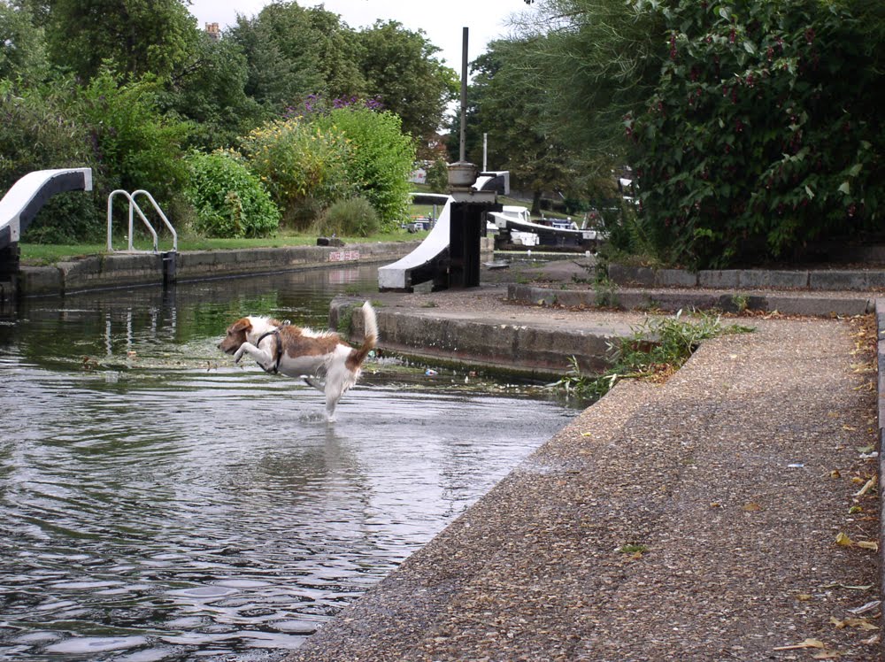 A dog enjoys the water very much :-) by F. Gábor (Skyrover)