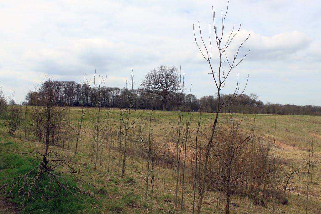 Dell Wood from Warner's End Wood by willCW