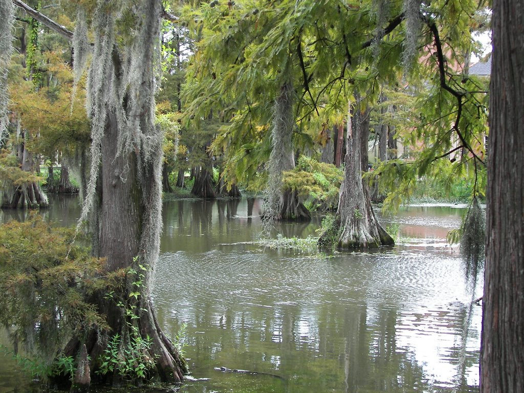 Cypress Lake - University of Louisiana by gcollins52