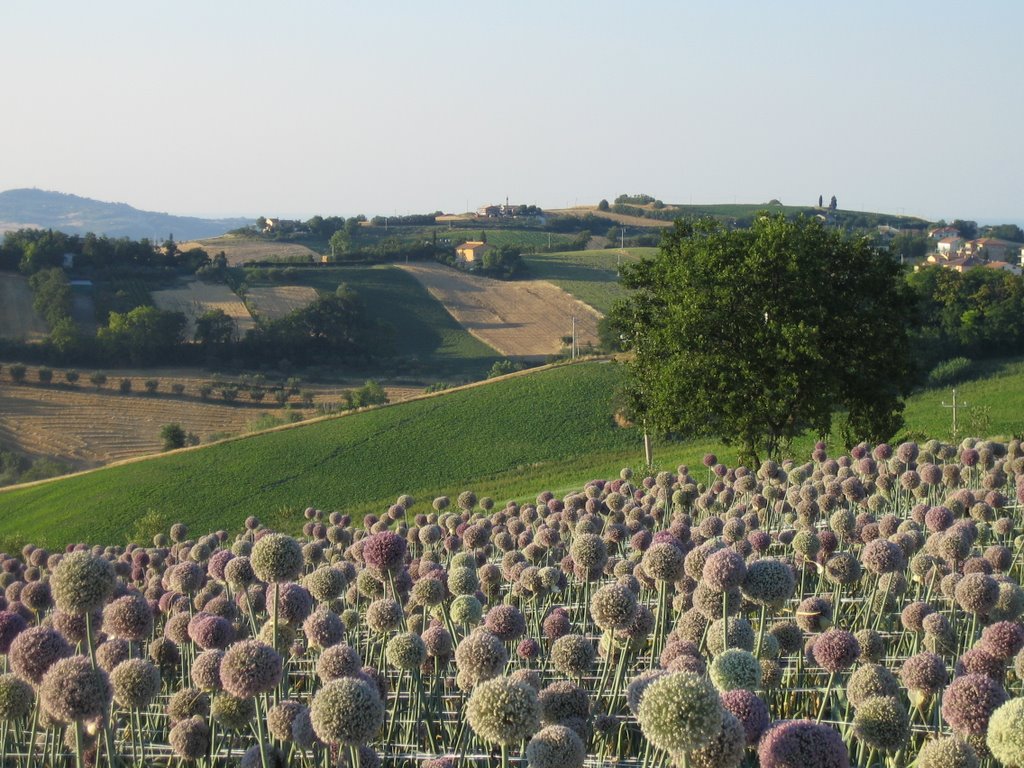 Fiori di cipolla - Onion flowers by fabredhair