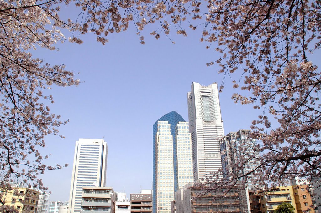 桜の縁取りの中の横浜ランドマークタワー(Yokohama Landmark Tower surrounded by cherry blossoms) by 9m2ji1etu