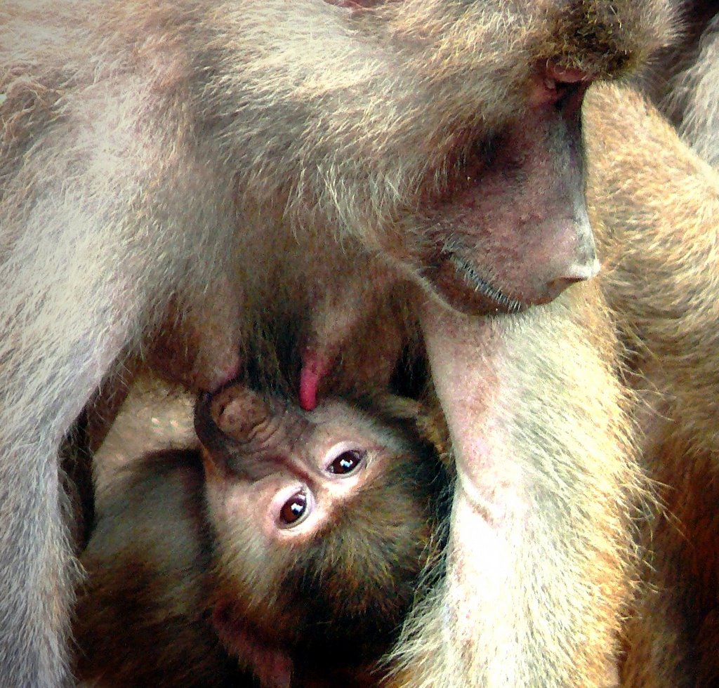 Nachwuchs - Mother & Child by heinz trompetter