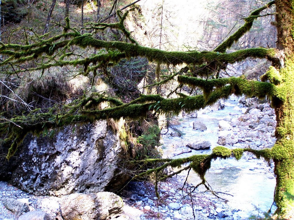 Moosbekleideter Baum in der Bürser Schlucht by Hartmut Scheuter