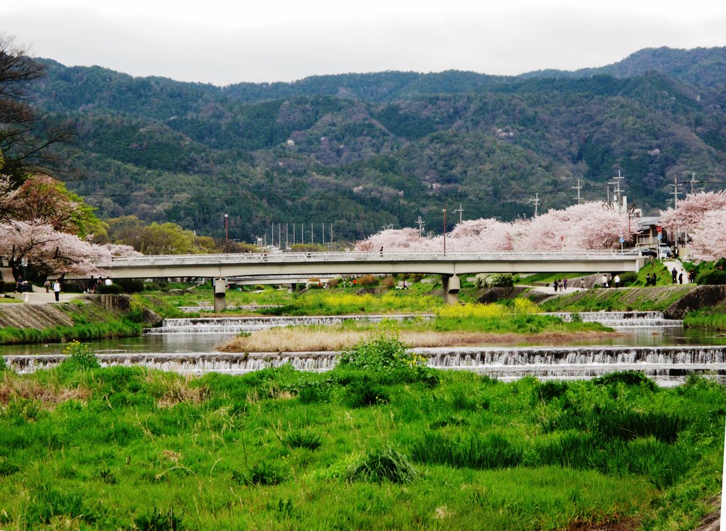 Brantch　of KAMO river by to-cchan