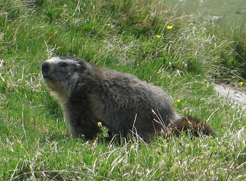 Marmotta by Philemon