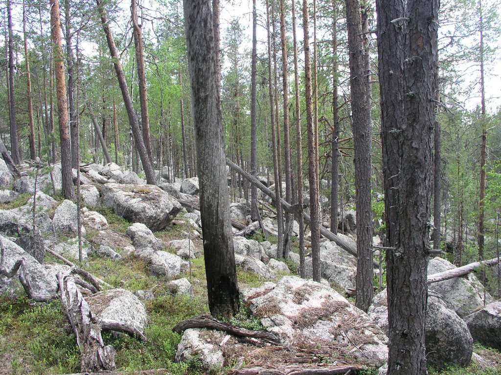 Gardejaurliden unprotected old-growth forest 4 by OlliM