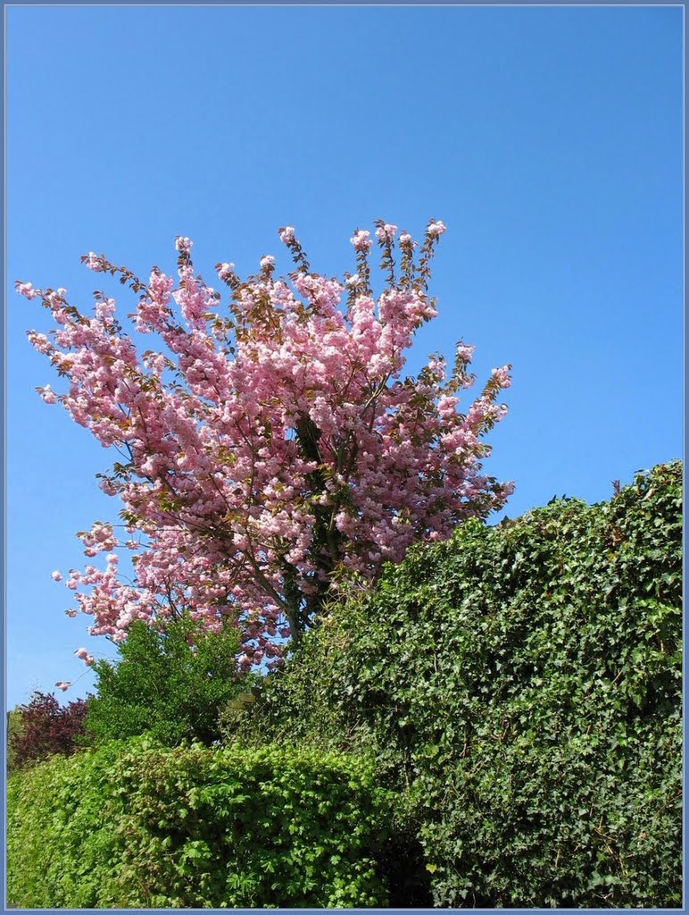 Japanse Sierkers (Prunus serrulata), Cherry Hill by Chris10 ©