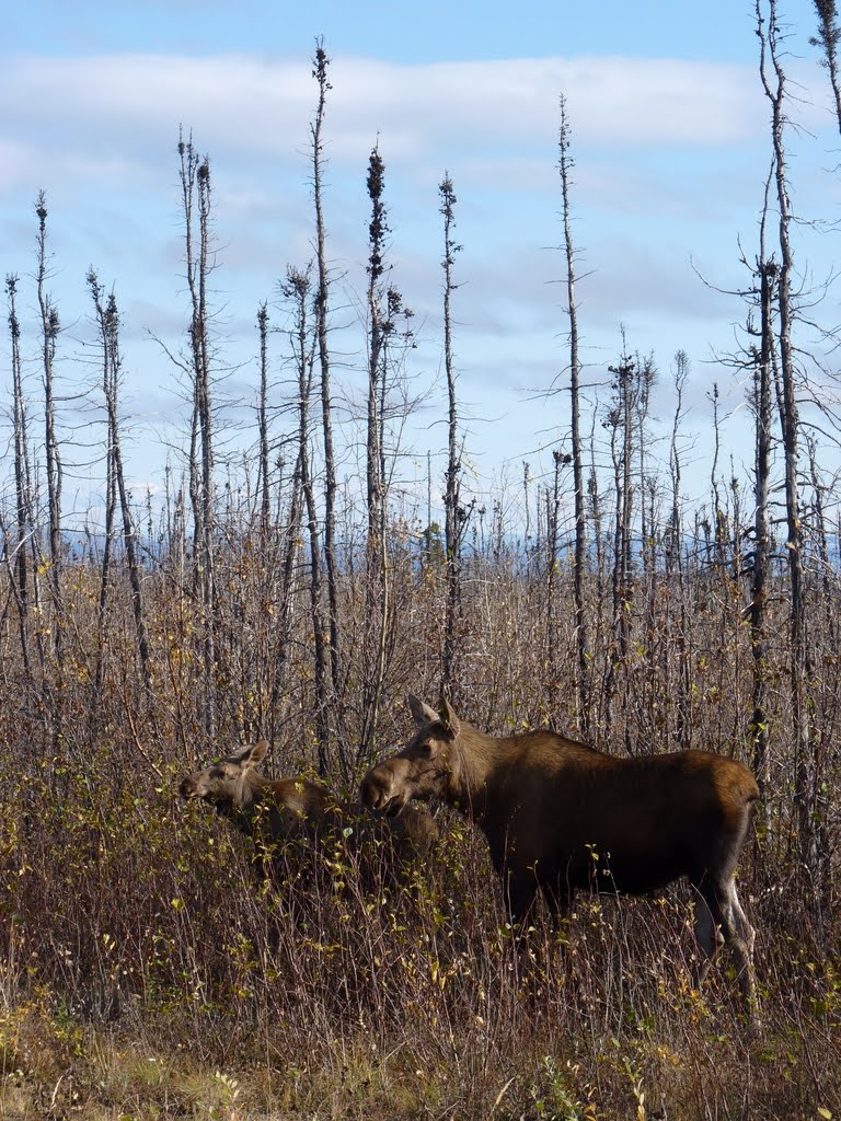 Moose near Fort Greely by bReo