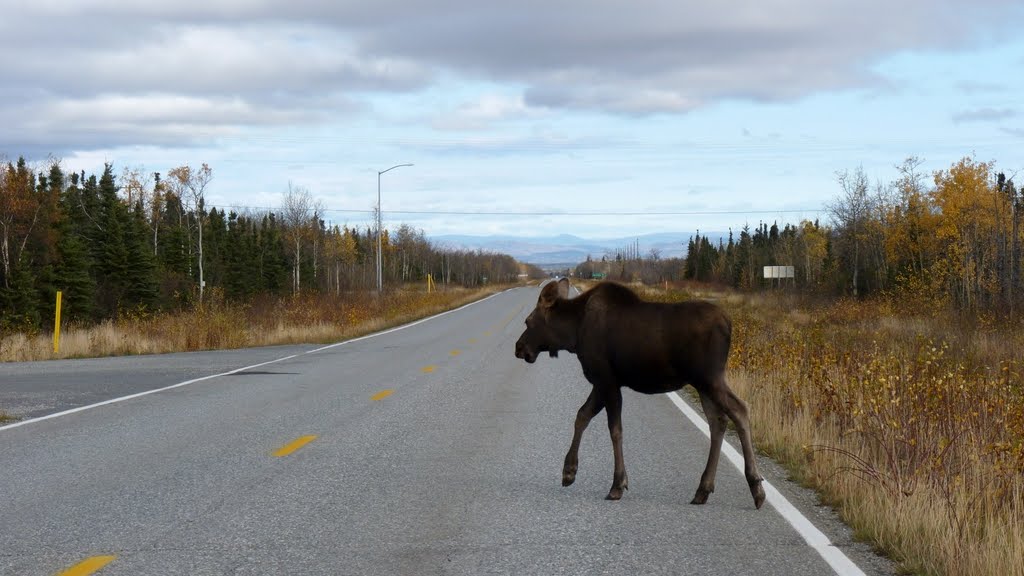 Moose near Fort Greely by bReo