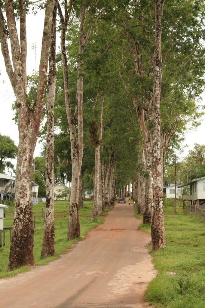 Tree-lined avenue at Mabaruma by Michael L. Hackett