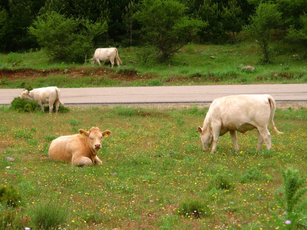 Cows@Highlands of Korinthia - Greece by mariablazo