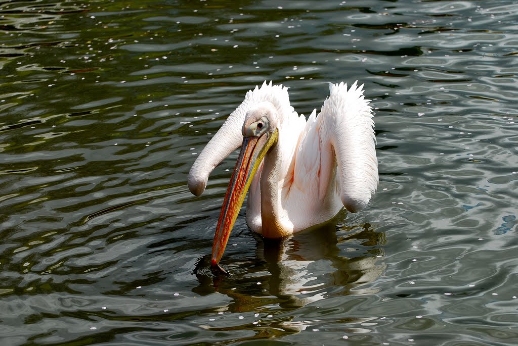 Pelecanus onocrotalus, Rosapelikane by (( Nelly ))