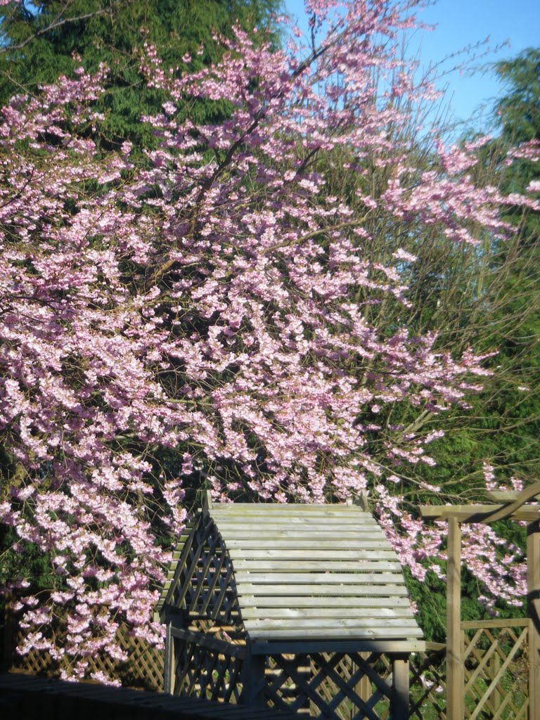 Japanese Garden, naext door to me!        (alternative title..As I was standing at the Kitchen window holding my bowl of porridge) in honour of Amelia by trikermike