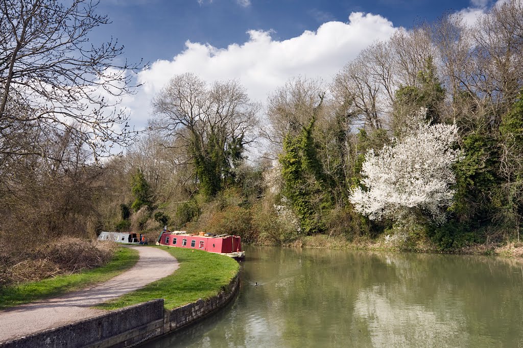 White bush by the canal by Fergus McNeill