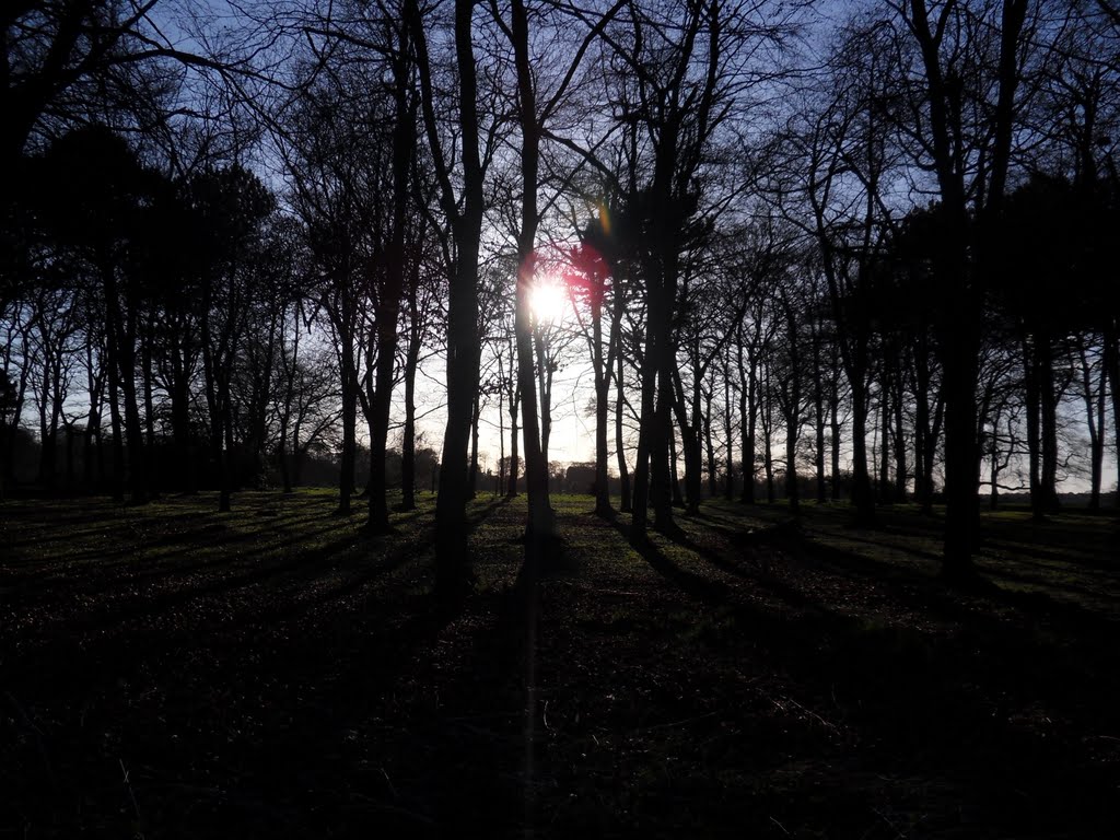 Silhouetted woods by dan89