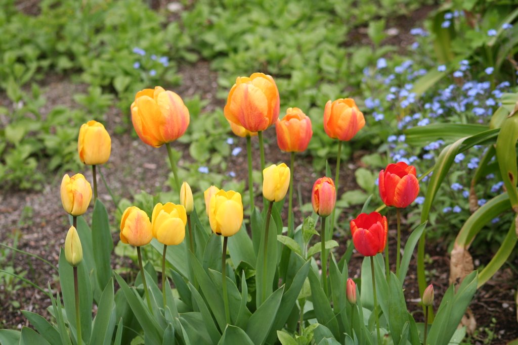 Real Jardin Botanico - Tulipani by Alice83