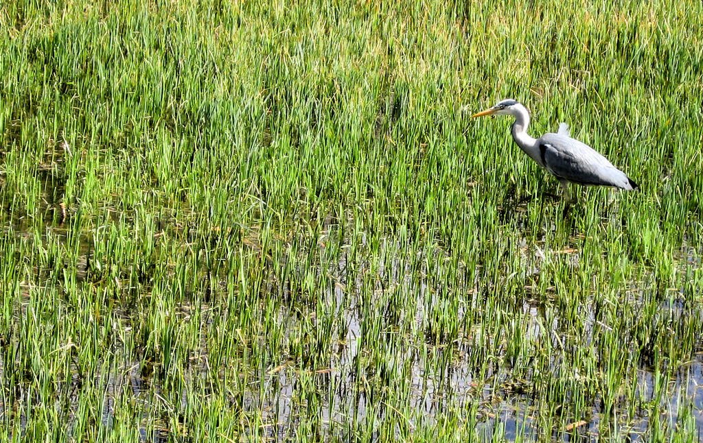 Heron @ Rye Meads by moofy