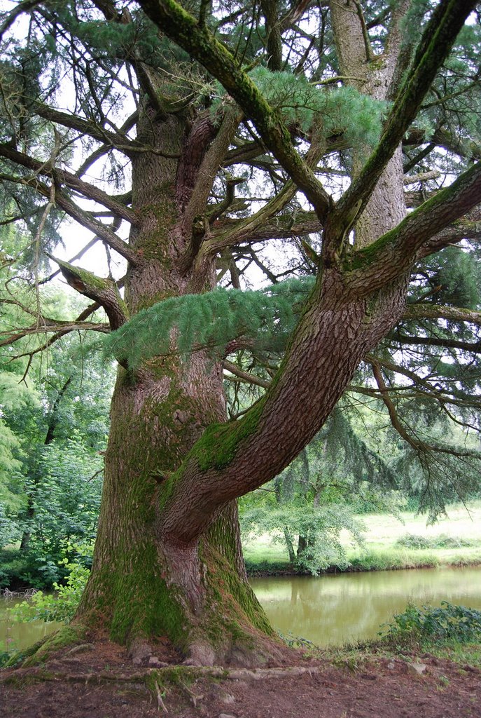 Old pine tree by H.Bouwstra