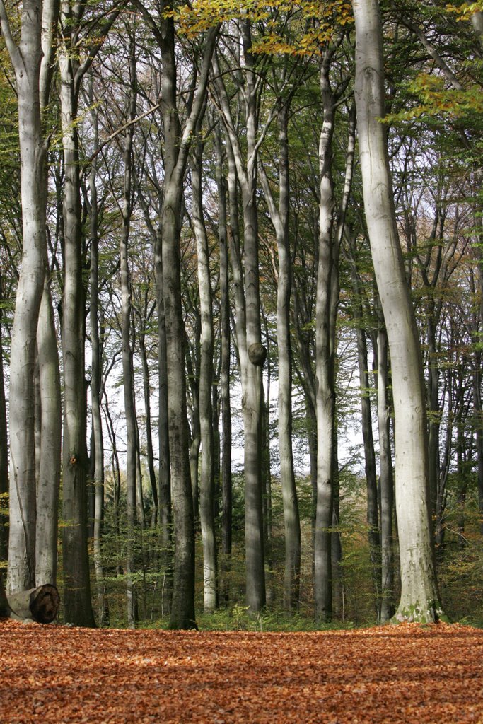 Buchenwald beim Rothallenweiher by Luzian Obrist