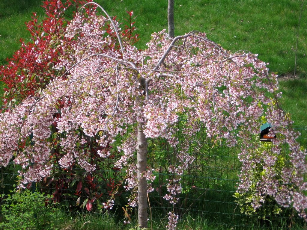 CERISIER JAPONAIS DU JARDIN by karinefuma