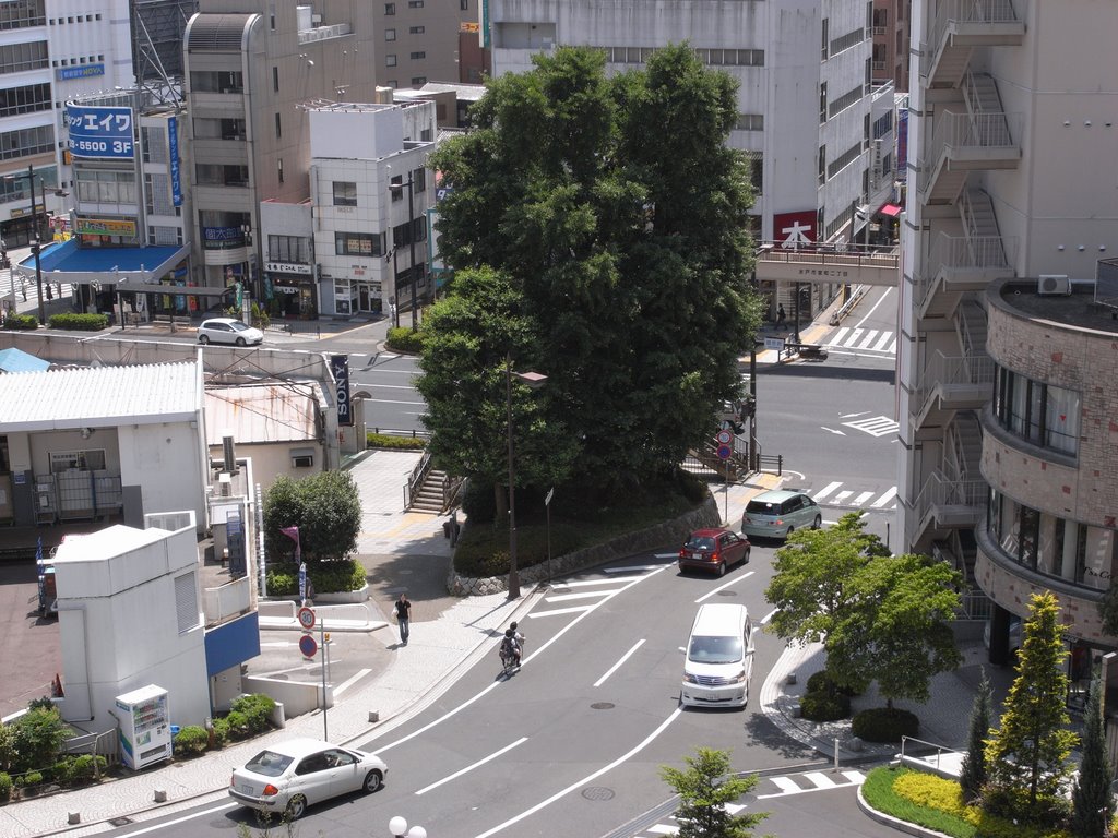 水戸駅前の大銀杏 /  Large maidenhair tree of the Mito station square by mito_city