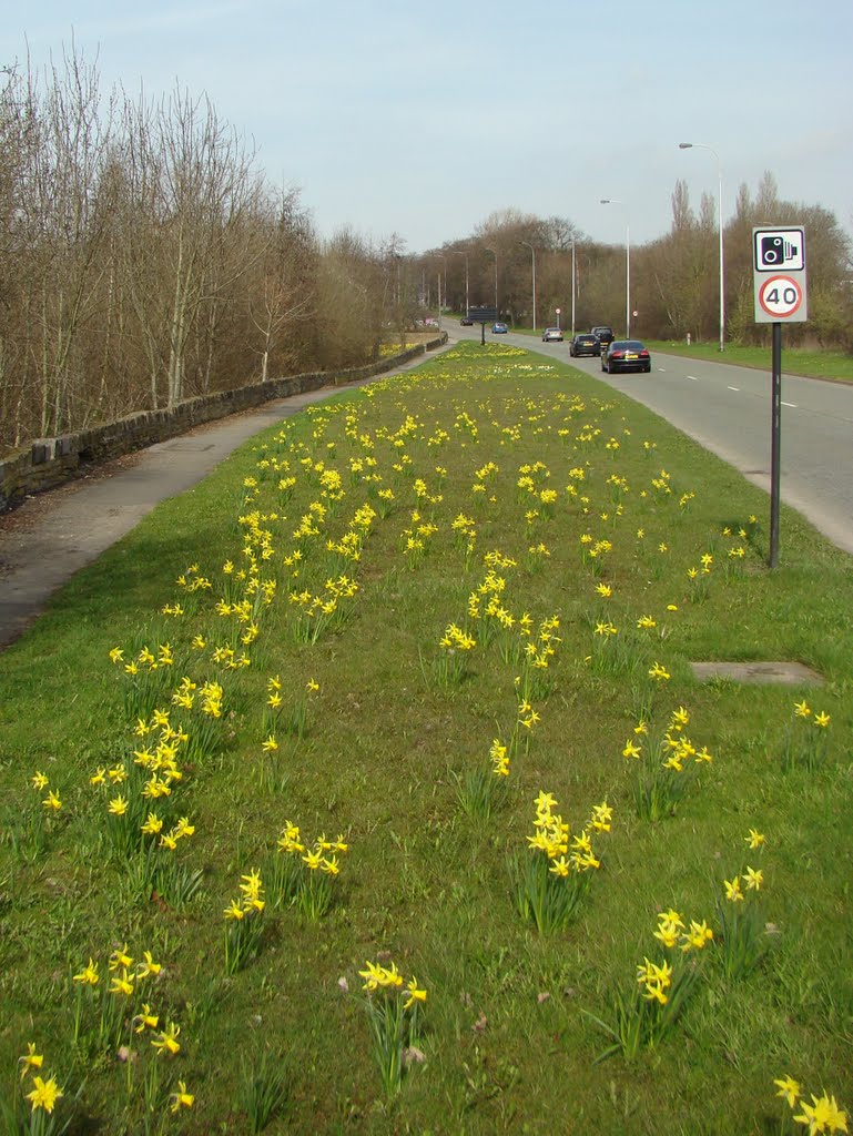 Roadside daffodils, Chesterfield Road South, Low Edges, Sheffield S8 by sixxsix