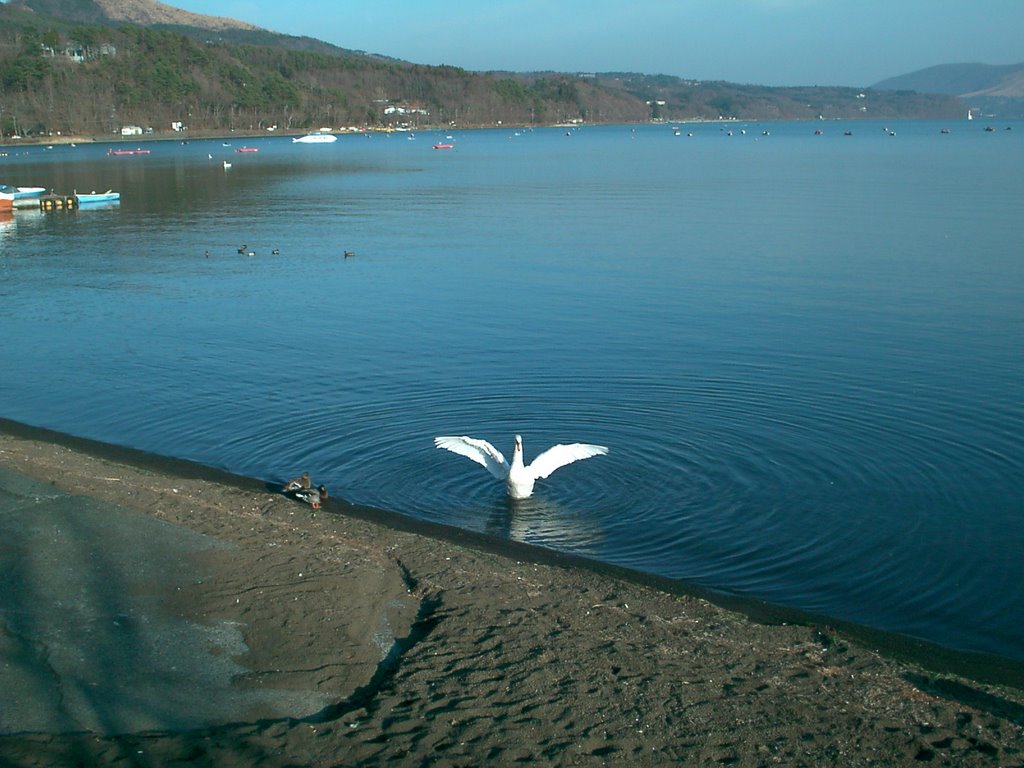 山中湖の白鳥（swan on tha Yamanaka Lake,Yanmanashi,JAPAN) by kaohiro